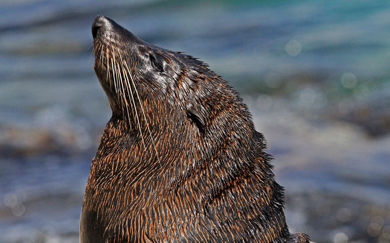Dive with Seals with Narooma Charters