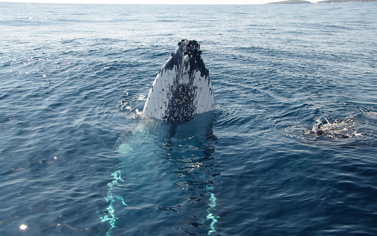 Whale Watching with Narooma Charters