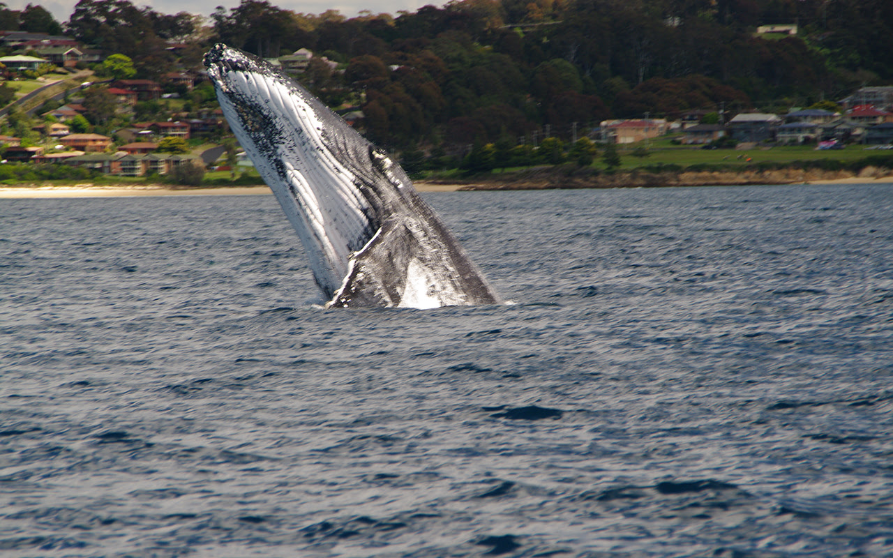 Whale Watching with Narooma Charters